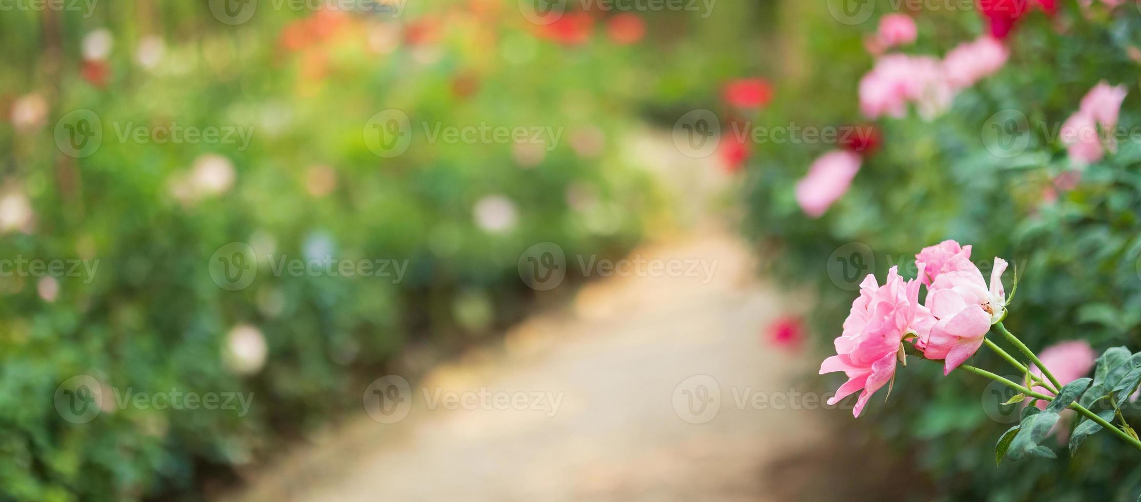 bellissimo colorato rosa Rose fiore nel il giardino foto