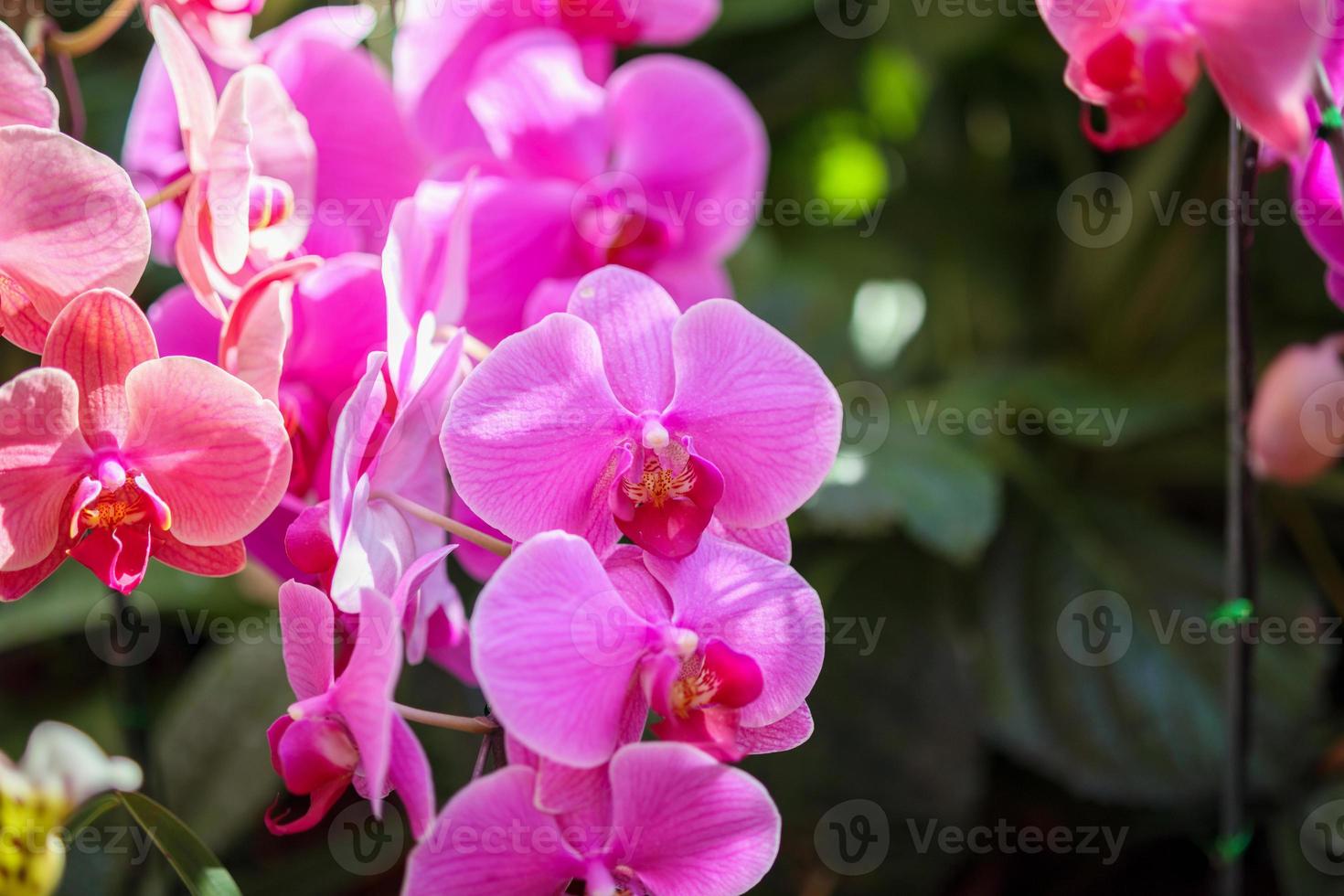 bellissimo phalaenopsis orchidea fiore fioritura nel giardino floreale sfondo foto