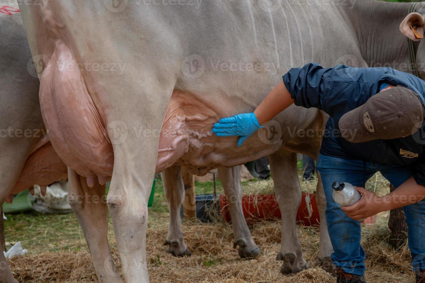 bestiame giusto, il maggiore bestiame mostrare nel il bergamo valli foto