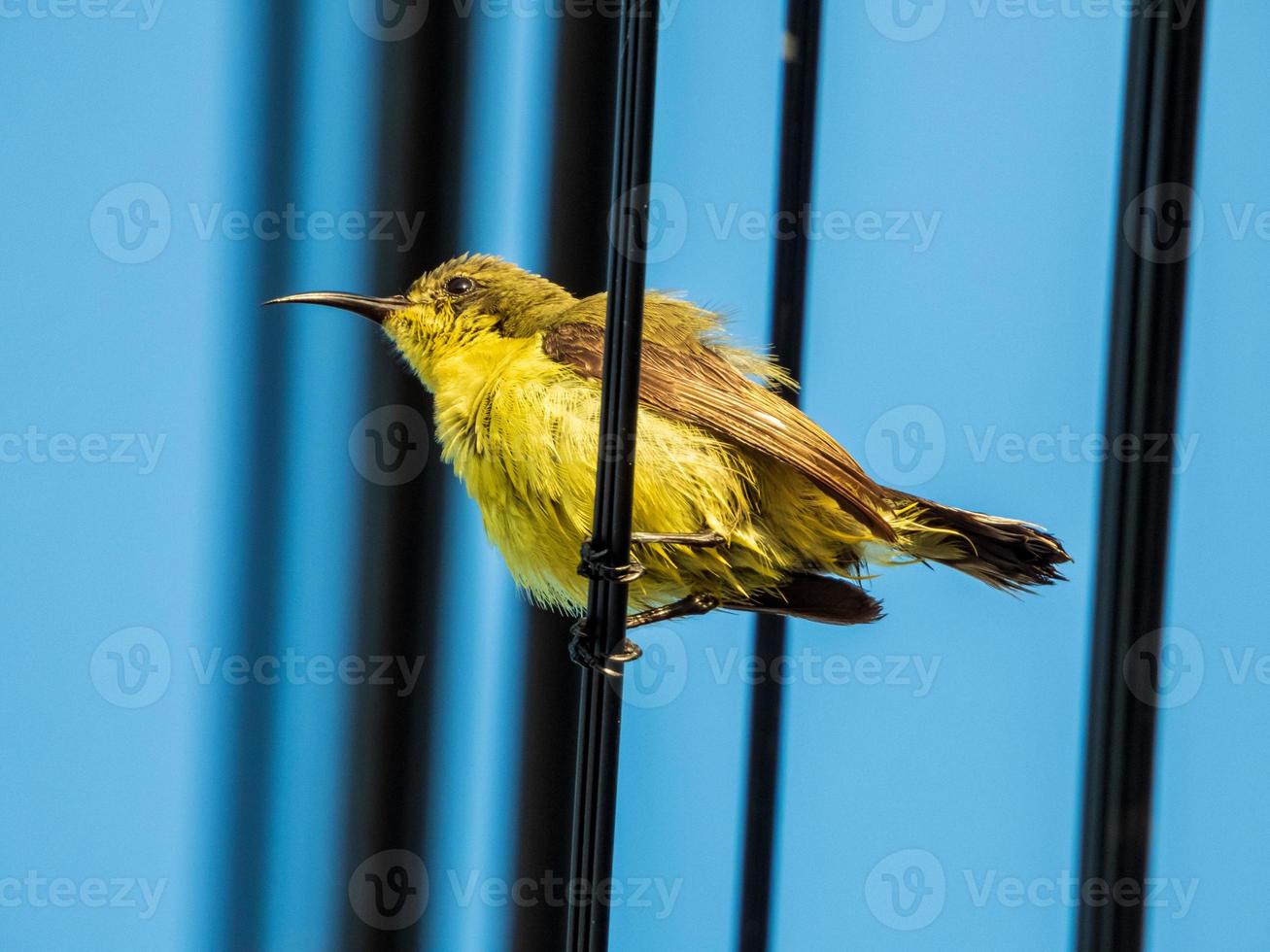 oliva sostenuta uccello solare, dal ventre giallo sunbird nel il giardino foto