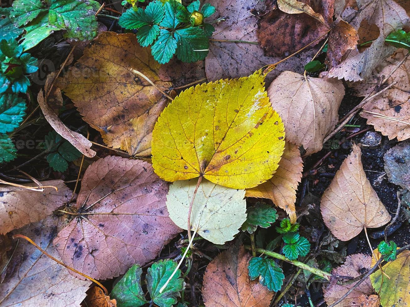 autunno le foglie foto