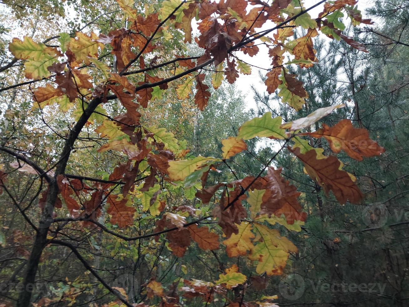 colorato fogliame nel il foresta dopo il pioggia foto