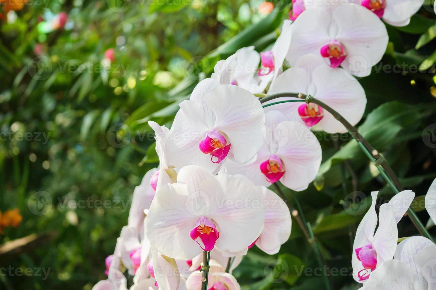 bellissimo phalaenopsis orchidea fiore fioritura nel giardino floreale sfondo foto