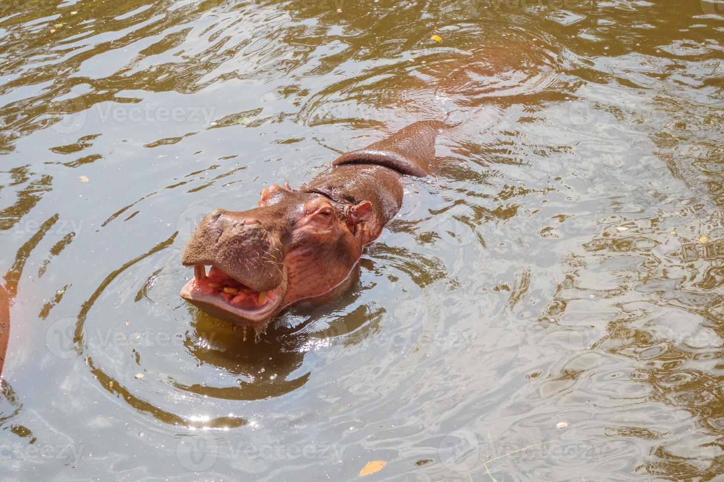 Comune ippopotamo ippopotamo amphibius vicino su foto