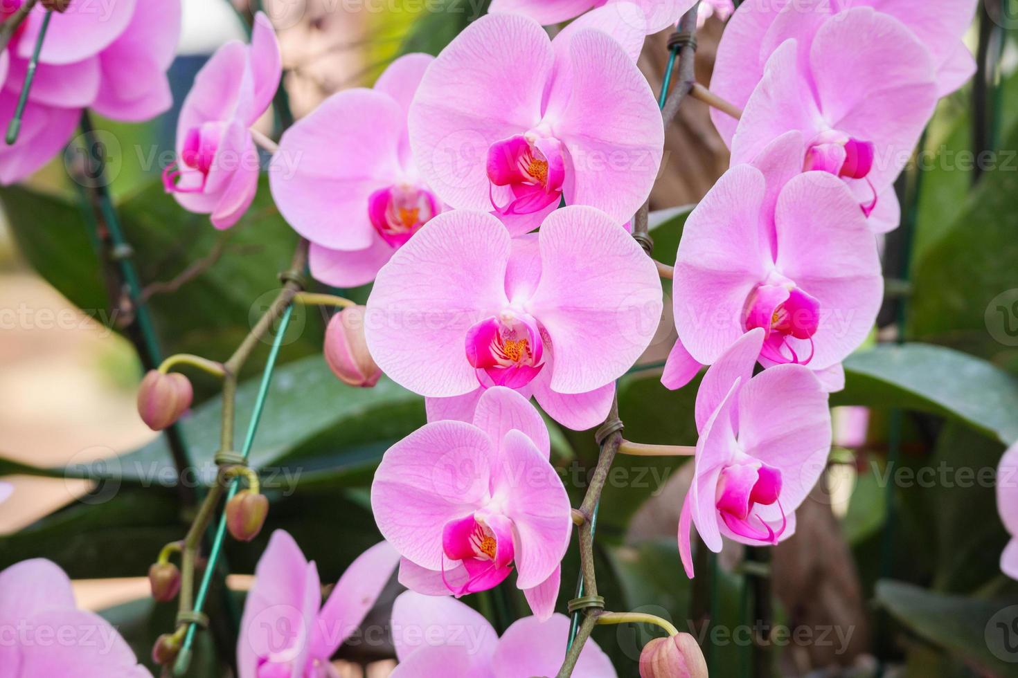 bellissimo phalaenopsis orchidea fiore fioritura nel giardino floreale sfondo foto