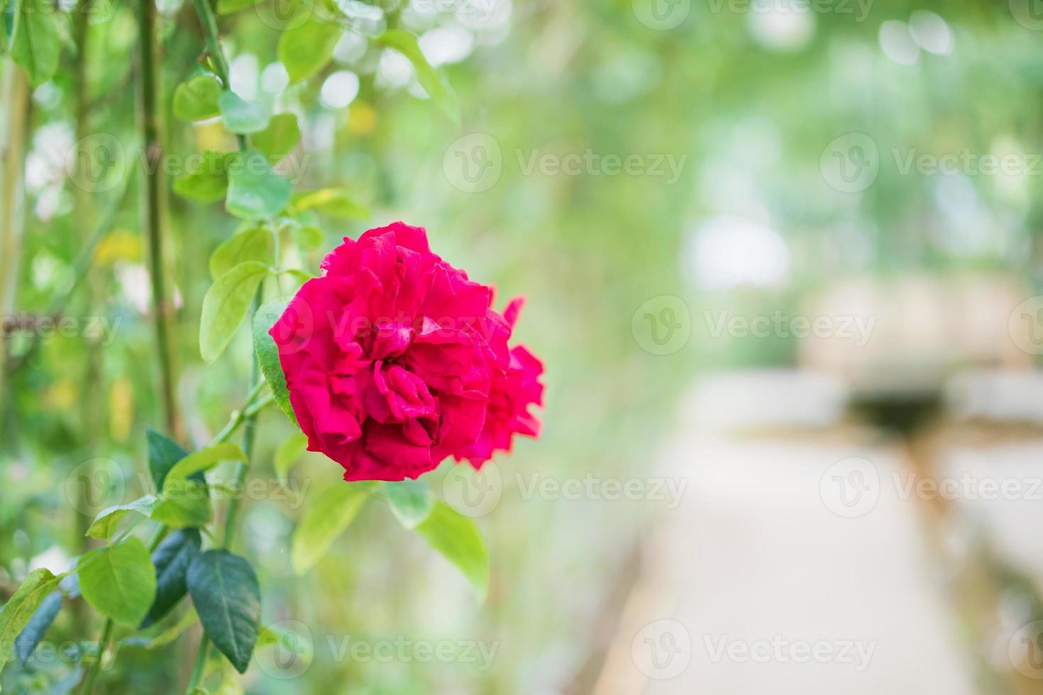 bellissimo rosso Rose fiore nel il giardino foto