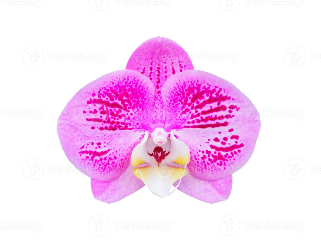 bellissimo phalaenopsis orchidea fiore isolato su bianca sfondo foto