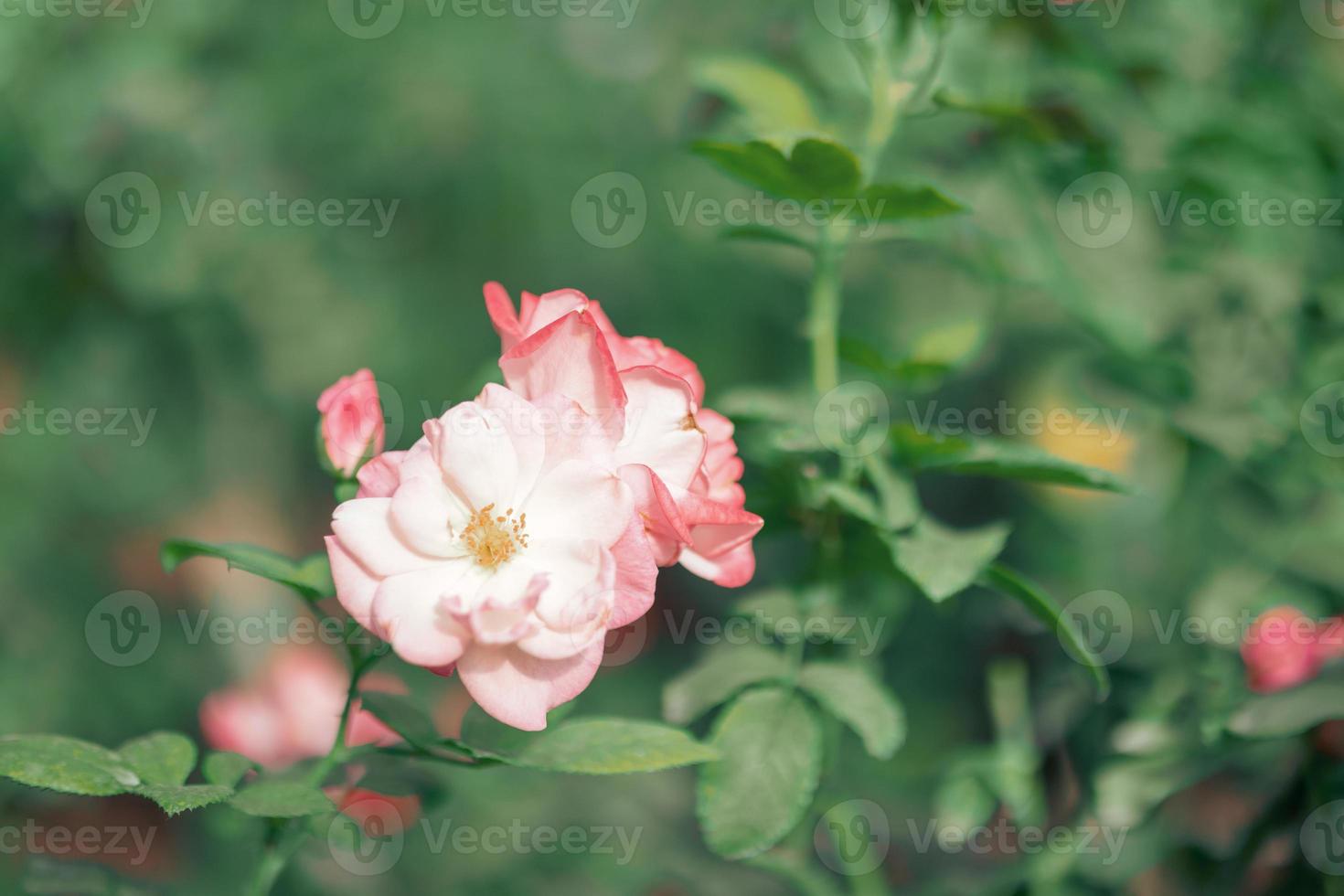 belle rose rosa in fiore nel giardino foto