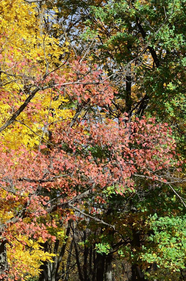 frammento di alberi il cui, di chi le foglie modificare colore nel il autunno stagione foto