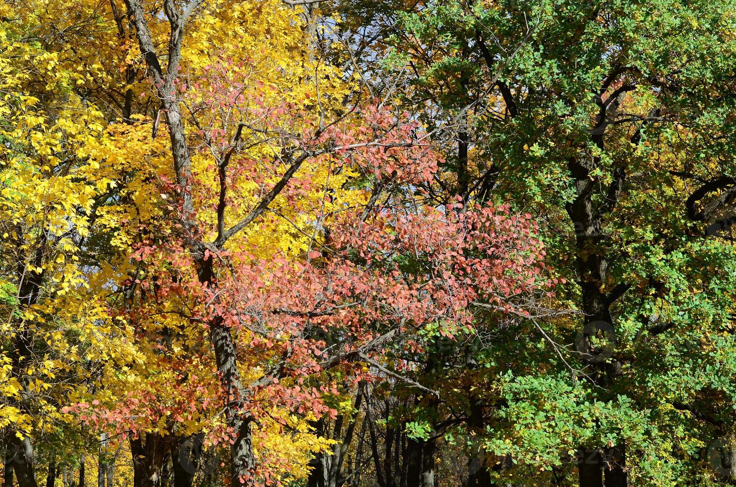 frammento di alberi il cui, di chi le foglie modificare colore nel il autunno stagione foto