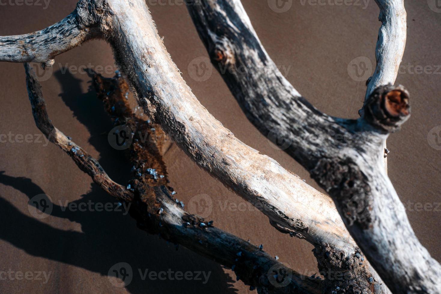 vicino su astratto foto di un vecchio Driftwood lavato a terra di il mare