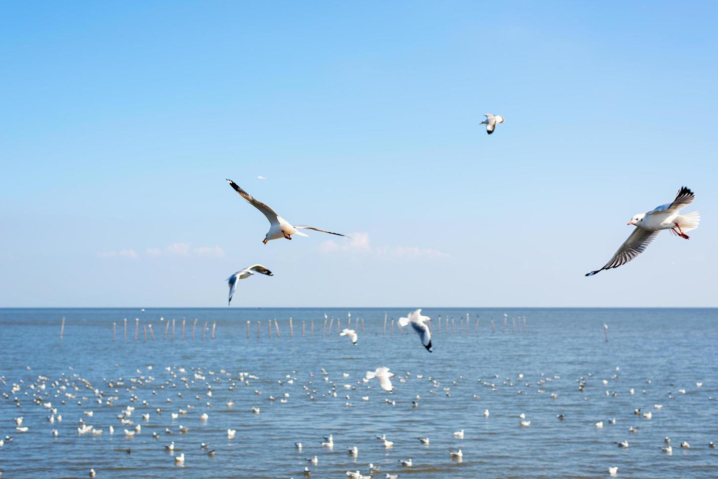 gabbiano volare su il mare foto