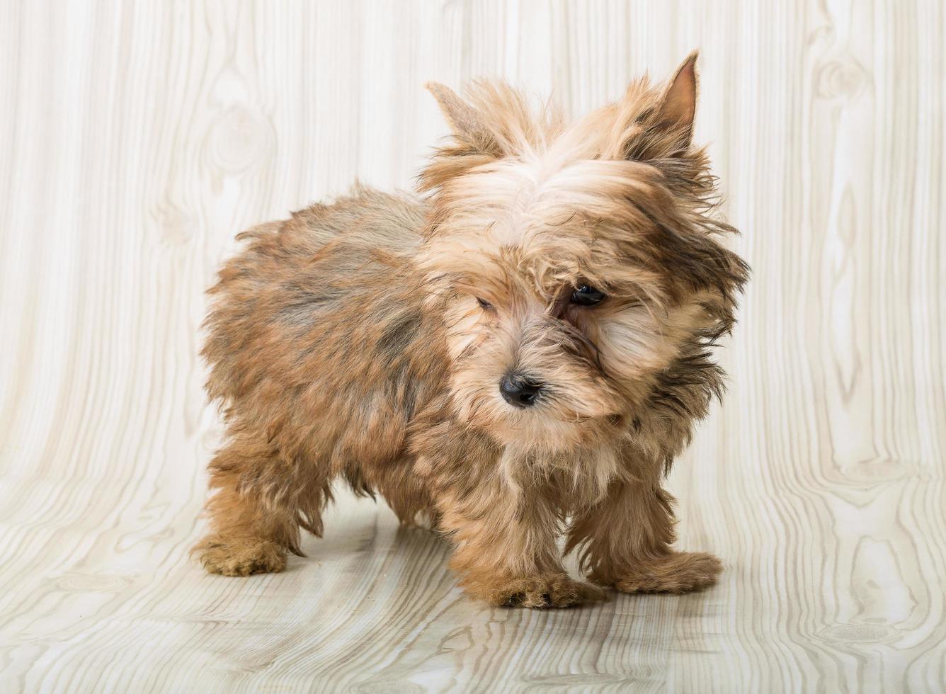 cane yorkshire terrier foto