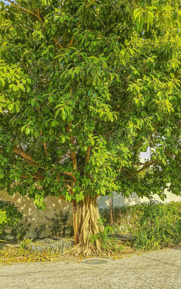 enorme bellissimo ficus maxima Figura albero playa del Carmen Messico. foto