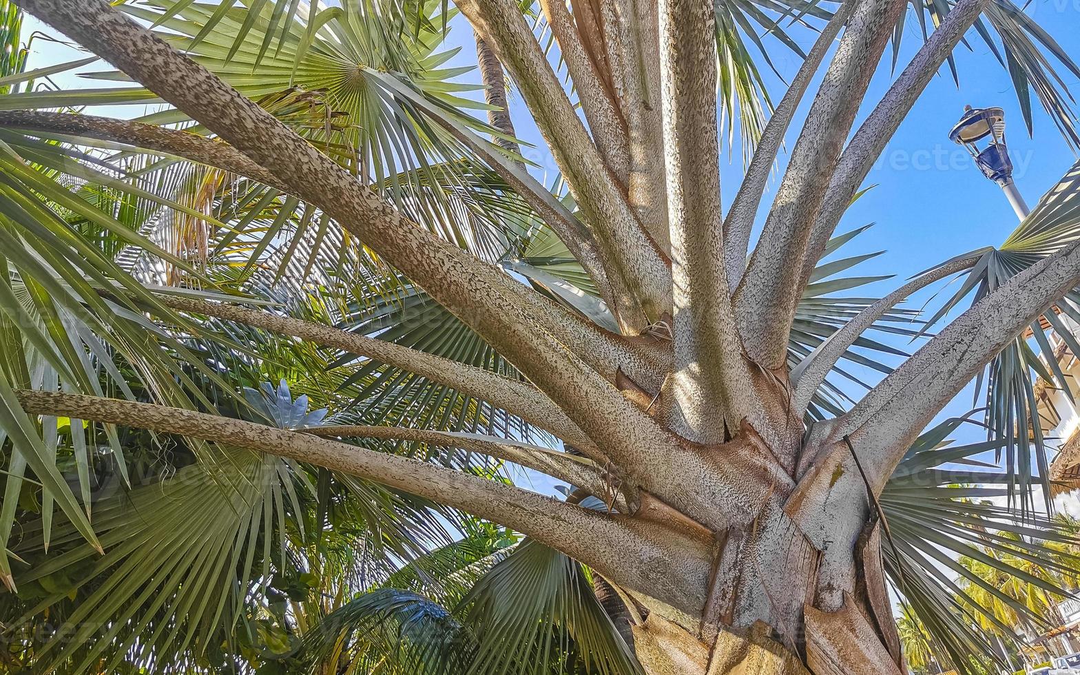 tropicale naturale palma albero noci di cocco blu cielo nel Messico. foto