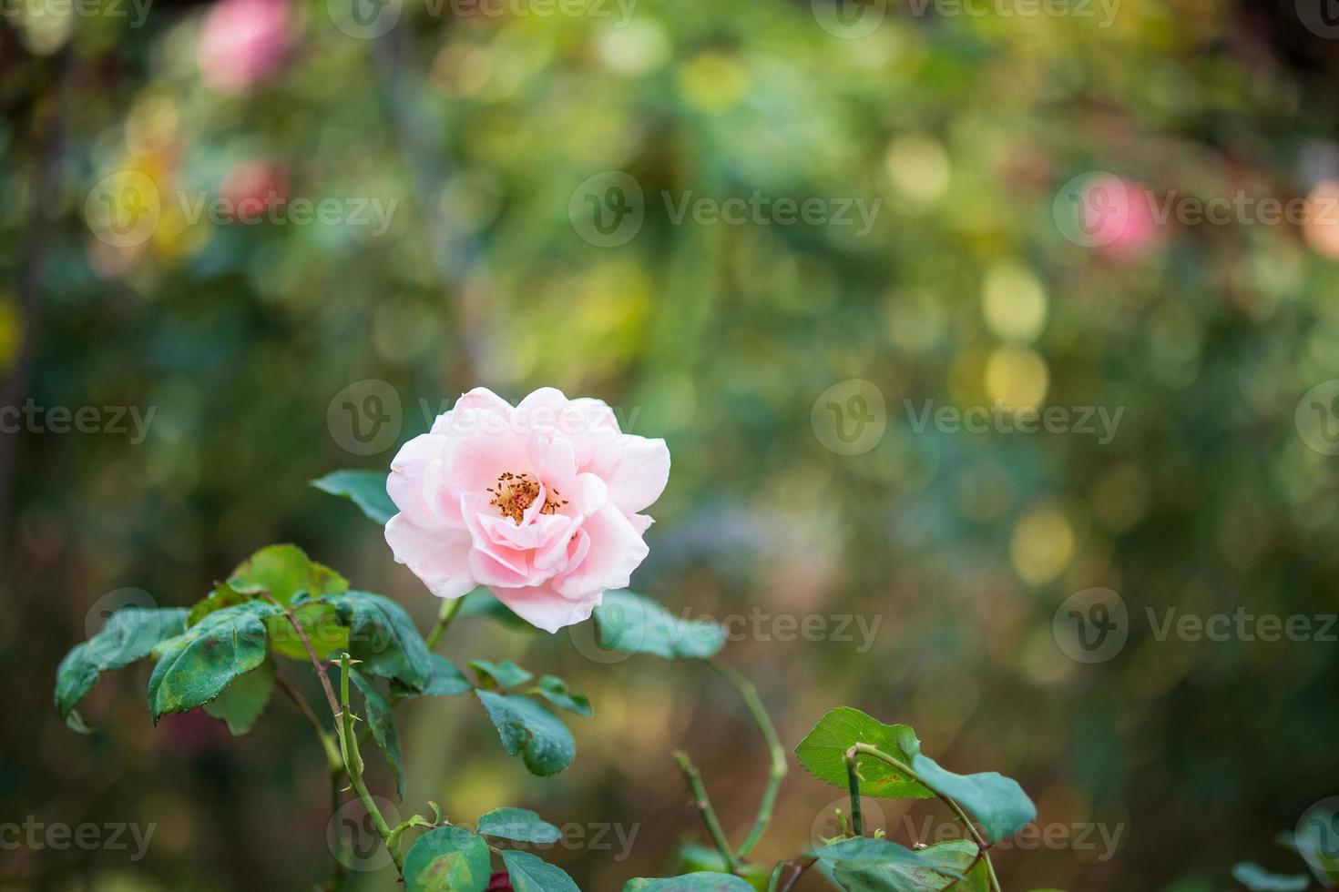 bellissimo colorato rosa Rose fiore nel il giardino foto