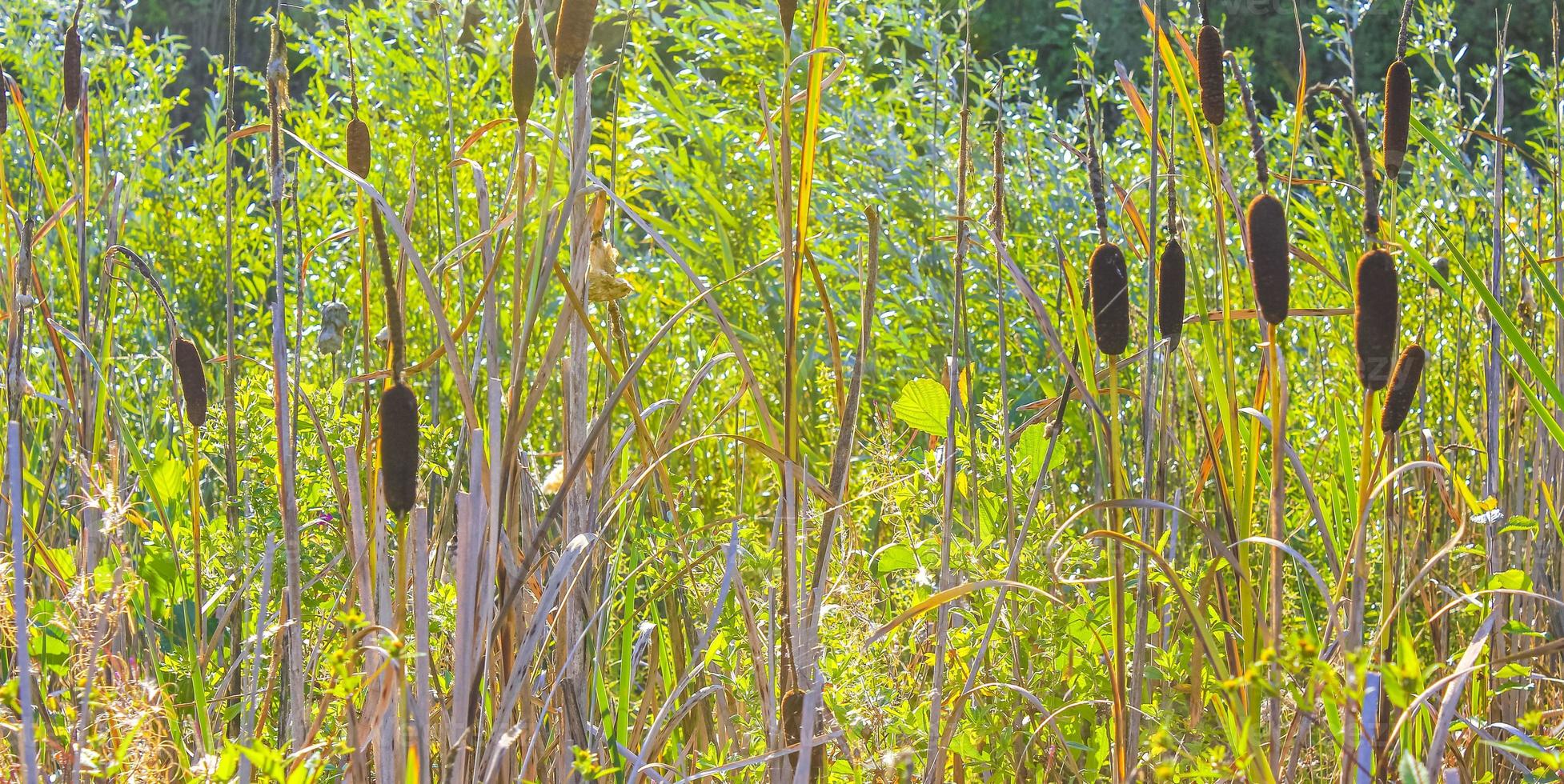 verde Marrone e bianca fiori impianti nel foresta natura Germania. foto