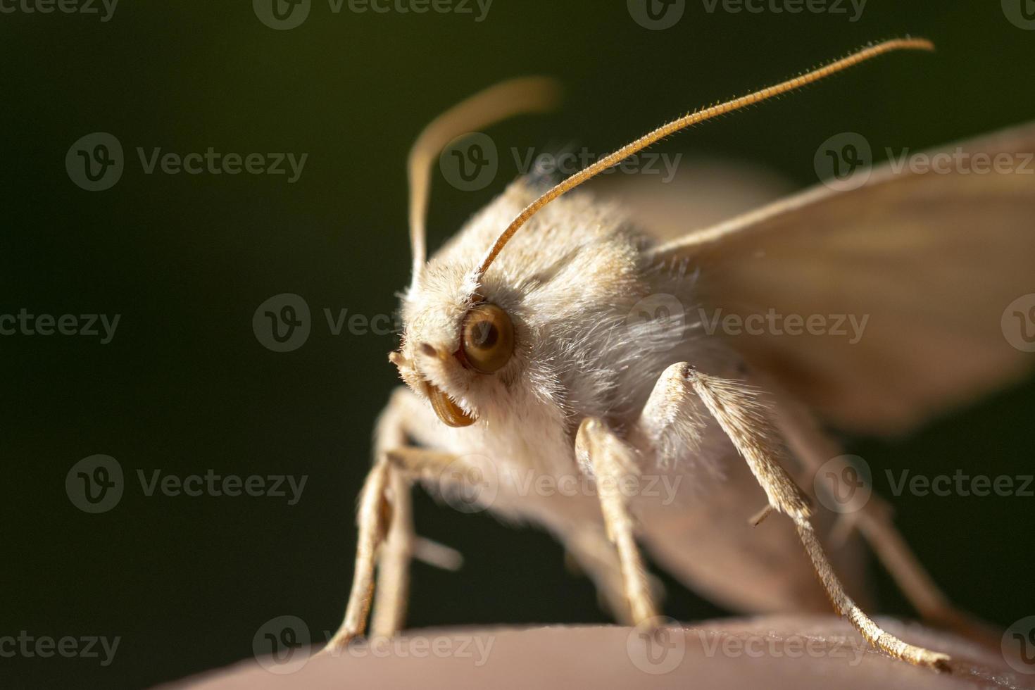 hyphantria cunea è un americano bianca la farfalla. un' pericoloso onnivoro peste di agricolo e frutta raccolti. americano bianca farfalla su un' verde foglia. hyphantria cunea. foto