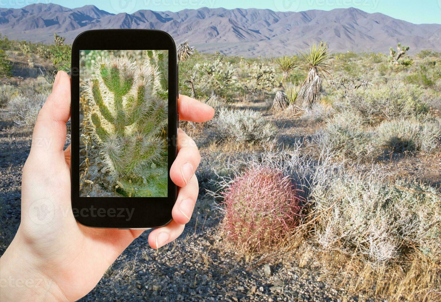 turista tiro foto di cactus nel mojave deserto