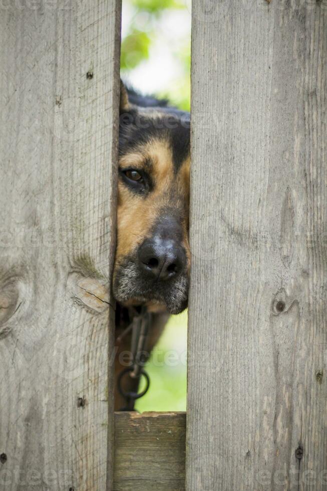 un' bellissimo cane, un' domestico cane, sega lui bastone il suo testa attraverso un' crepa nel il giardino recinzione. un' cani viso foto