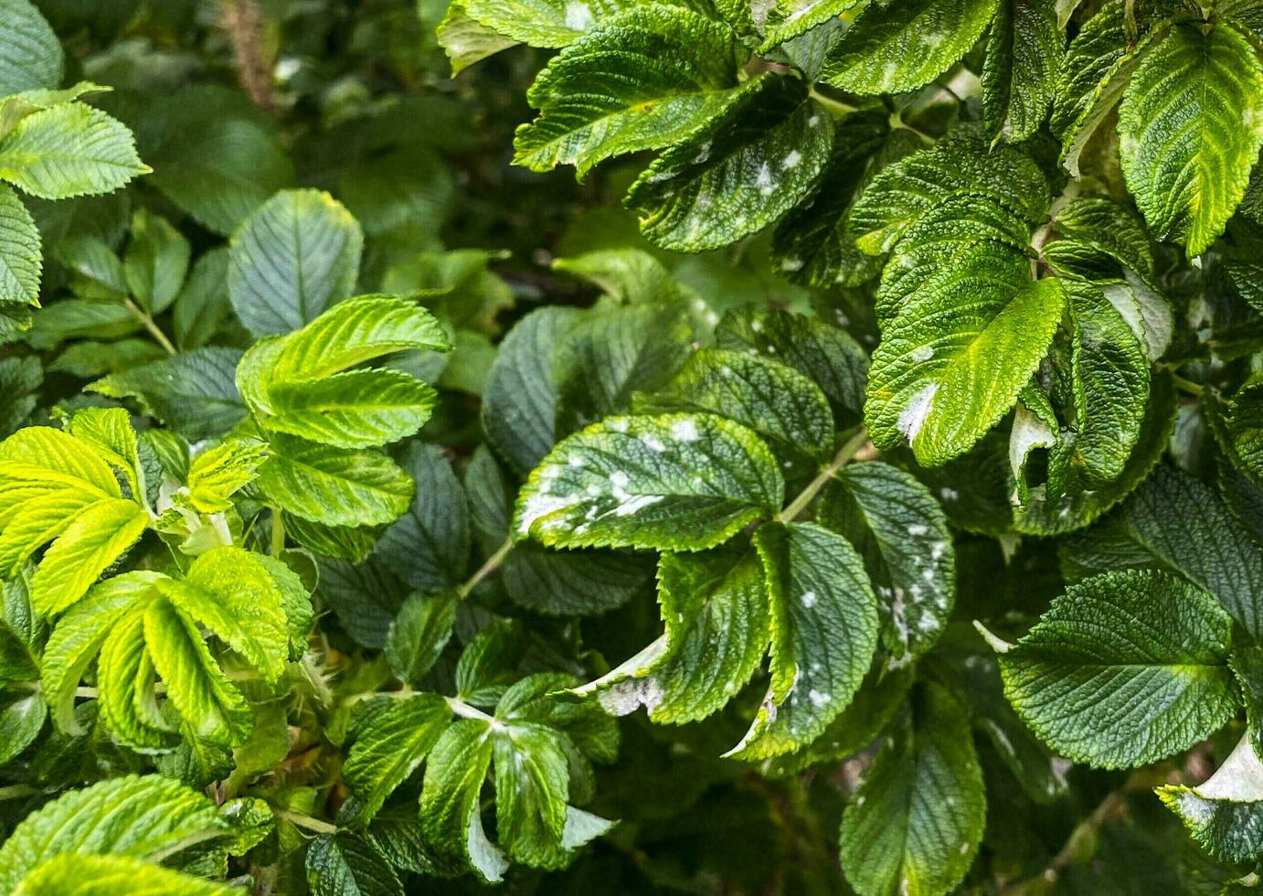 foto di cespugli. il foto Spettacoli cespugli e le foglie.