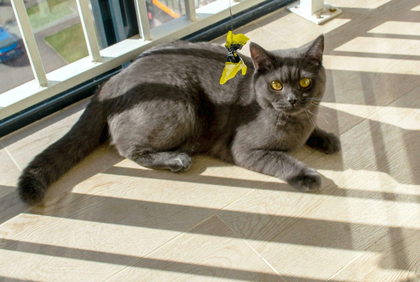 Britannico grigio gatto giochi con un' carta arco su un' corda. foto