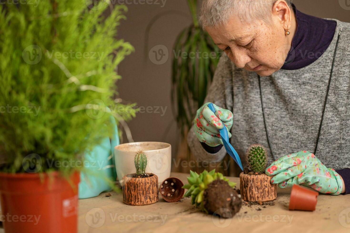 la donna anziana alleva i cactus e li trapianta in nuovi vasi foto