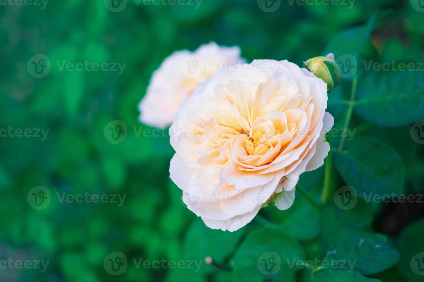 bellissimo Rose fiore nel il giardino foto