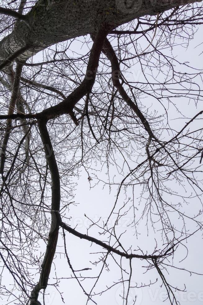 spoglio albero rami foto