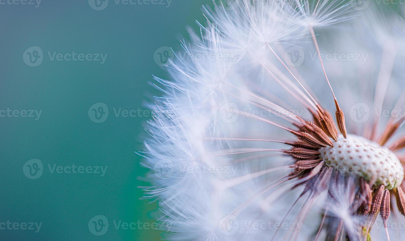 avvicinamento di dente di leone con sfocato sfondo, artistico natura avvicinamento. primavera estate prato campo striscione. bellissimo rilassante macro foto, soleggiato primavera estate natura flora. artistico naturale struttura foto