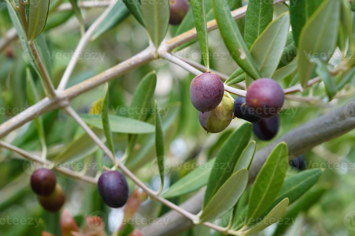 biologico Grecia olive frutta pianta, avvicinamento, sfondo, Spagna verde oliva olio bacca, Italia olive frutti di bosco su un' albero ramo con verde le foglie. foto