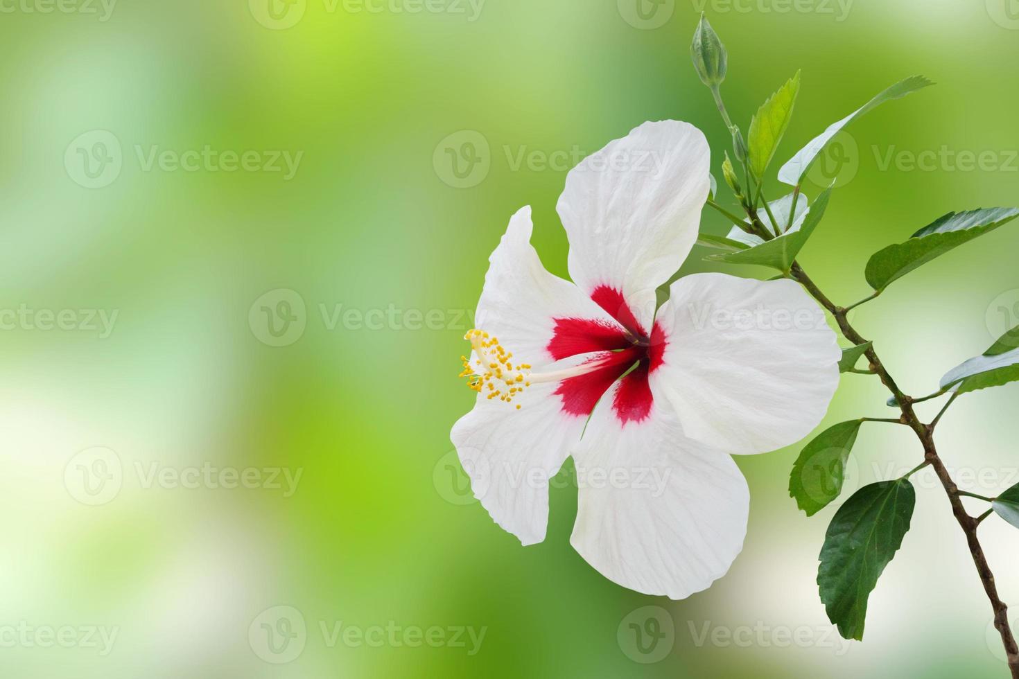 bianca ibisco fiore con verde tropicale giardino sfocato sfondo foto