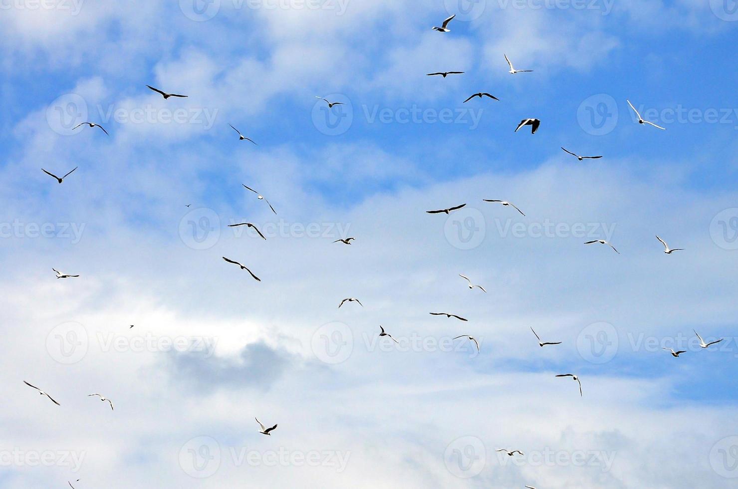 un' lotto di bianca gabbiani volare nel il nuvoloso blu cielo foto