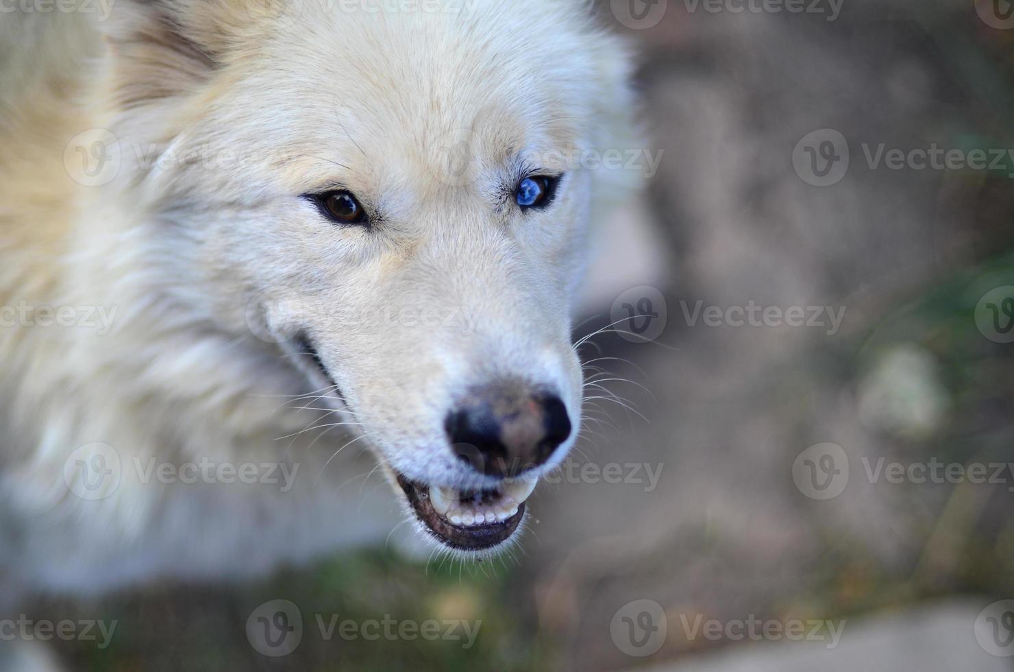 ritratto di il bianca siberiano Samoiedo rauco cane con eterocromia un' fenomeno quando il occhi avere diverso colori nel il giorno all'aperto foto