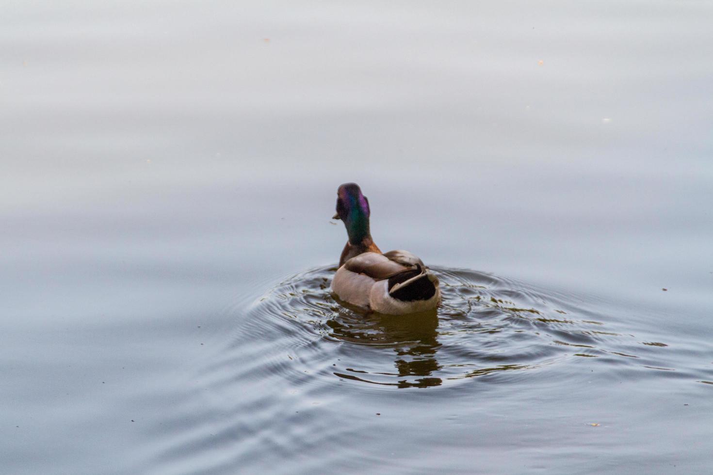 anatra in acqua foto