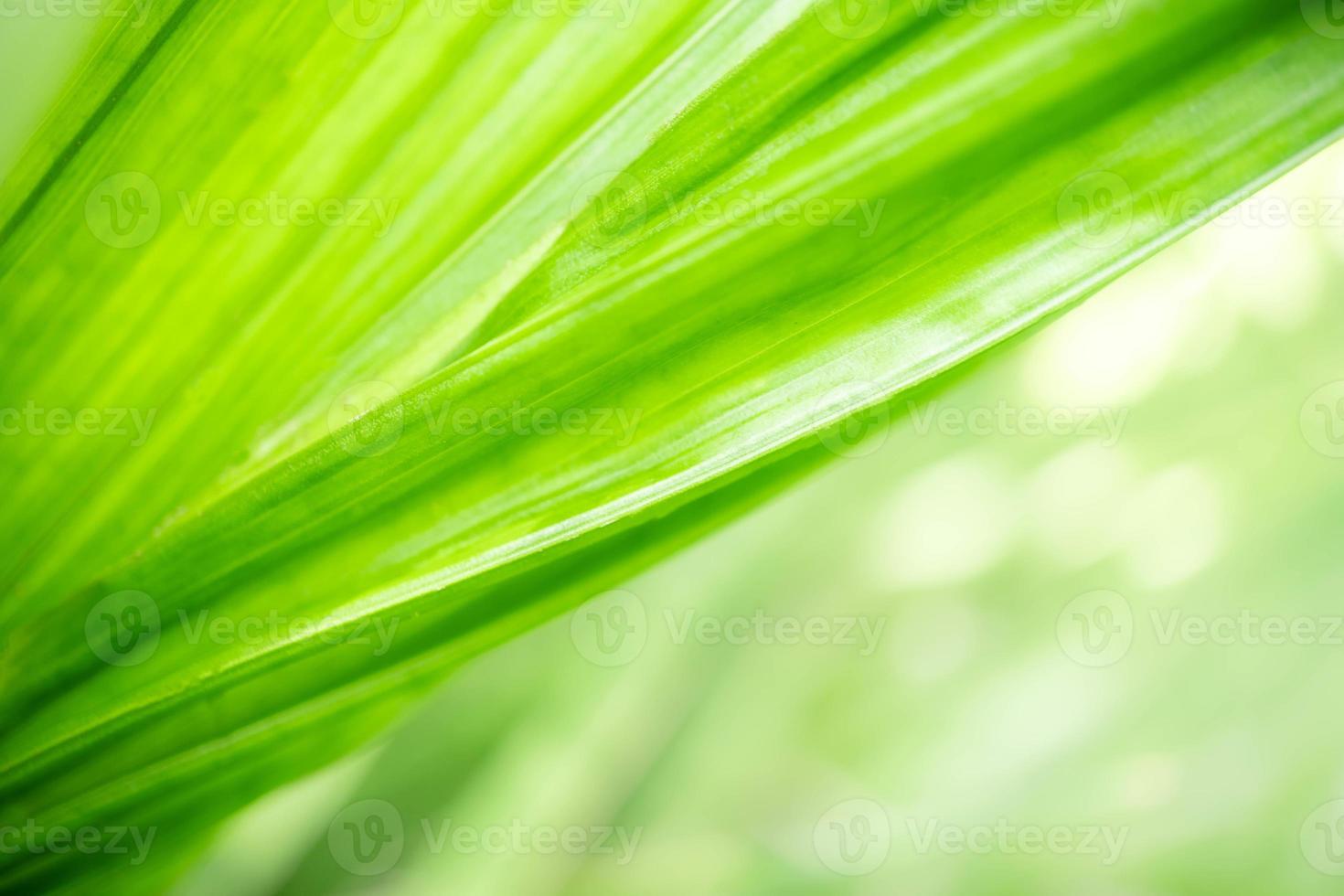 astratto sfondo natura di verde foglia su sfocato verdura sfondo nel giardino. naturale verde le foglie impianti Usato come primavera sfondo copertina pagina verdura ambiente ecologia lime verde sfondo foto