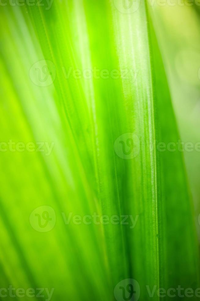 astratto sfondo natura di verde foglia su sfocato verdura sfondo nel giardino. naturale verde le foglie impianti Usato come primavera sfondo copertina pagina verdura ambiente ecologia lime verde sfondo foto