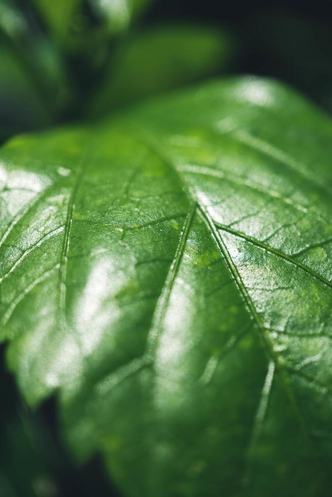 vicino su buio verde foglia struttura natura Visualizza di verde foglia su sfocato verdura sfondo nel giardino.naturale verde le foglie impianti copertina pagina verdura ambiente ecologia lime verde sfondo foto