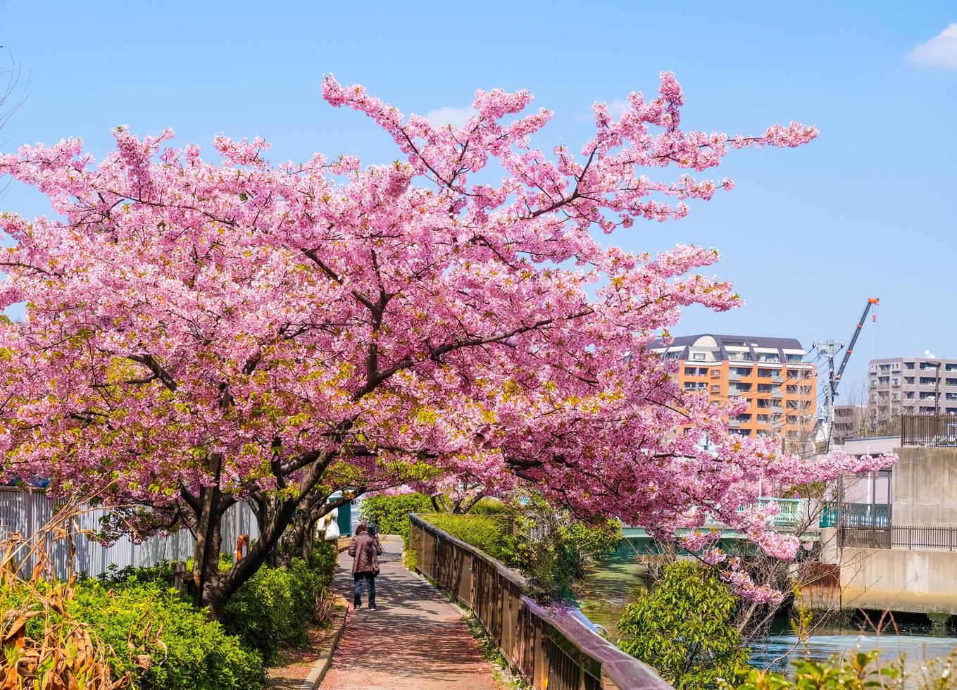 bellissimo rosa ciliegia fiori sakura con rinfrescante nel il mattina su blu cielo sfondo nel Giappone foto