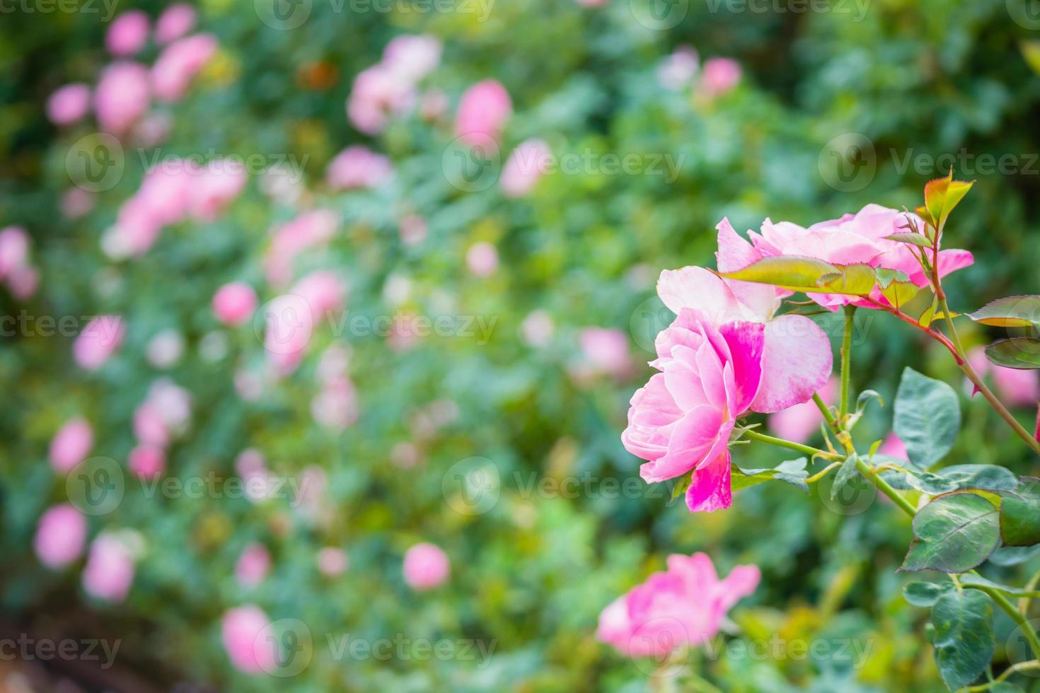 belle rose rosa in fiore nel giardino foto