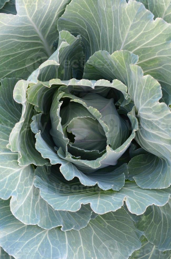 verde cavolo maturando testa in crescita nel verdura azienda agricola foto