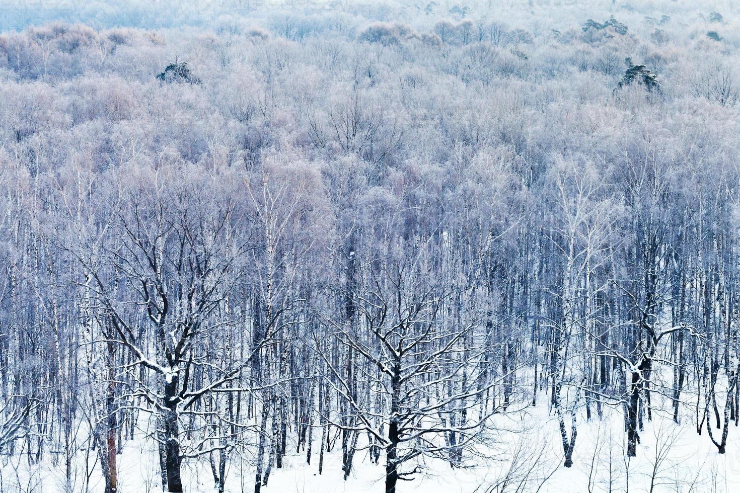 freddo blu alba al di sopra di nevoso foresta nel inverno foto