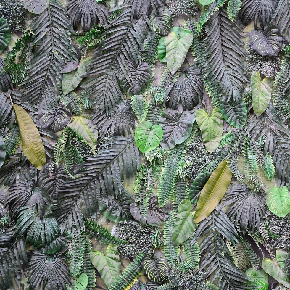 tropicale verde le foglie sfondo, felce, palma e Monstera deliciosa foglia su parete foto