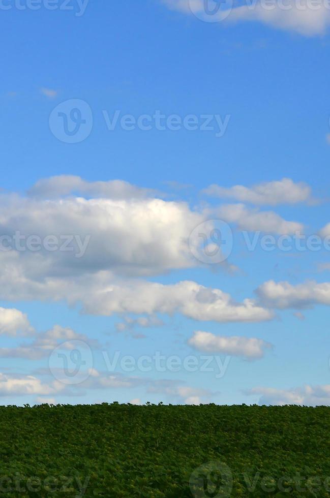 un' rurale paesaggio con un' verde campo di in ritardo girasoli sotto un' nuvoloso blu cielo foto