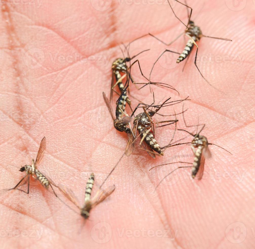 zanzare siamo alimentazione su umano pelle sangue. zanzare siamo vettori di dengue febbre e malaria. dengue febbre è molto prevalente durante il piovoso stagione. foto