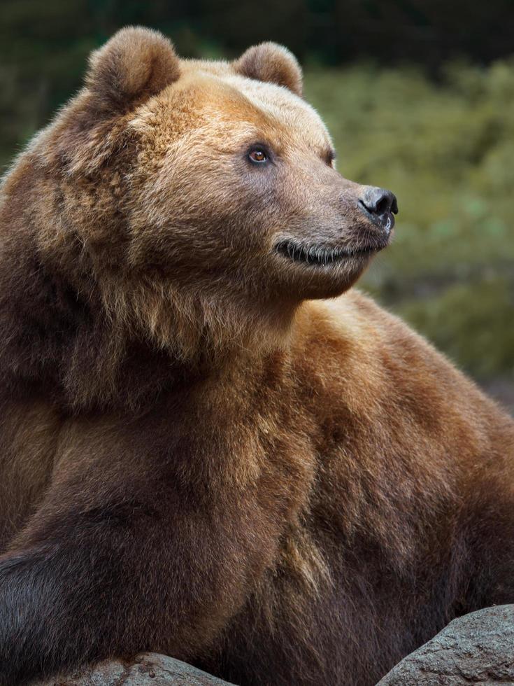 kamchatka orso bruno foto