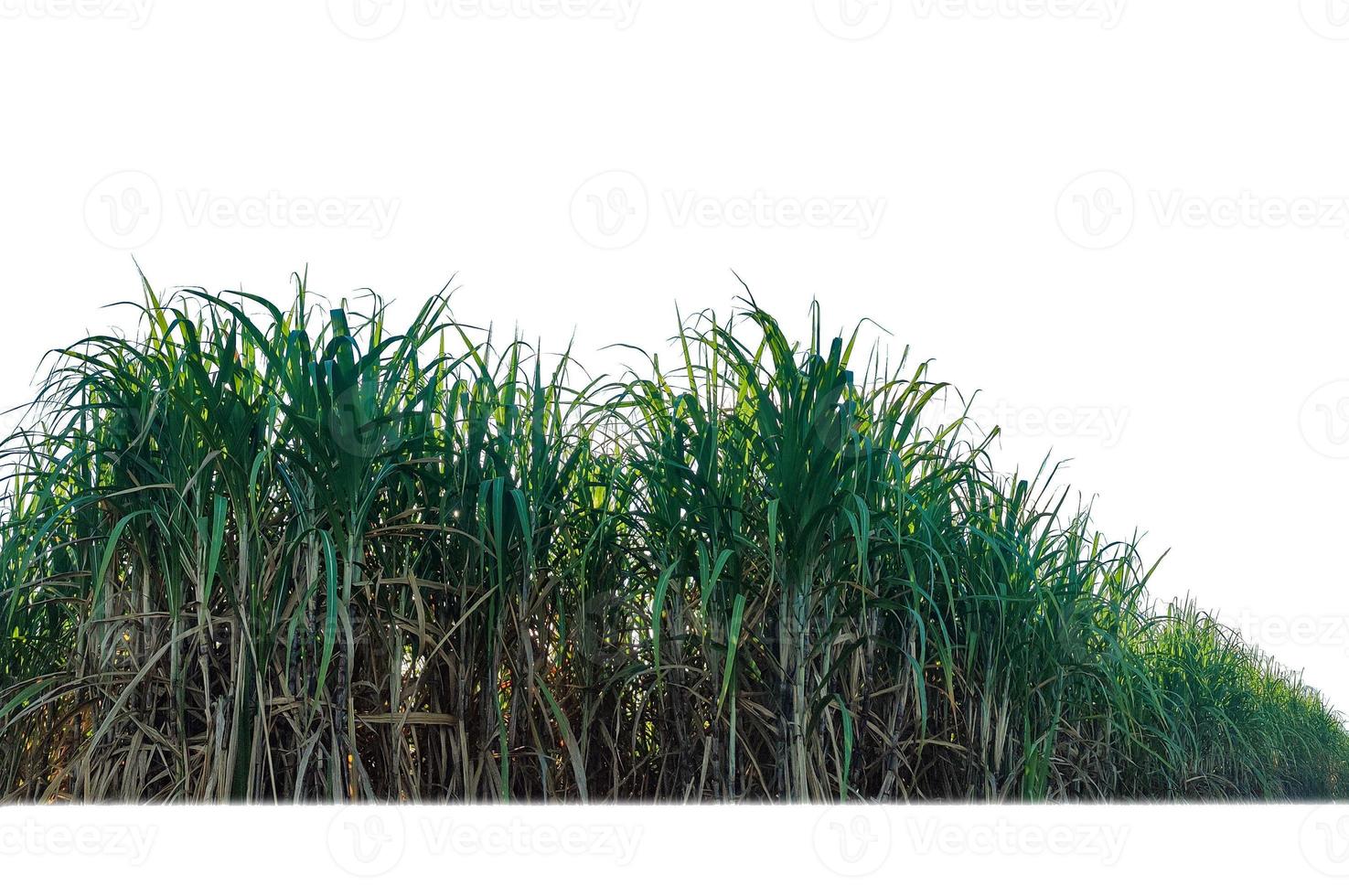 zucchero canna isolato su bianca sfondo e cliping sentiero foto