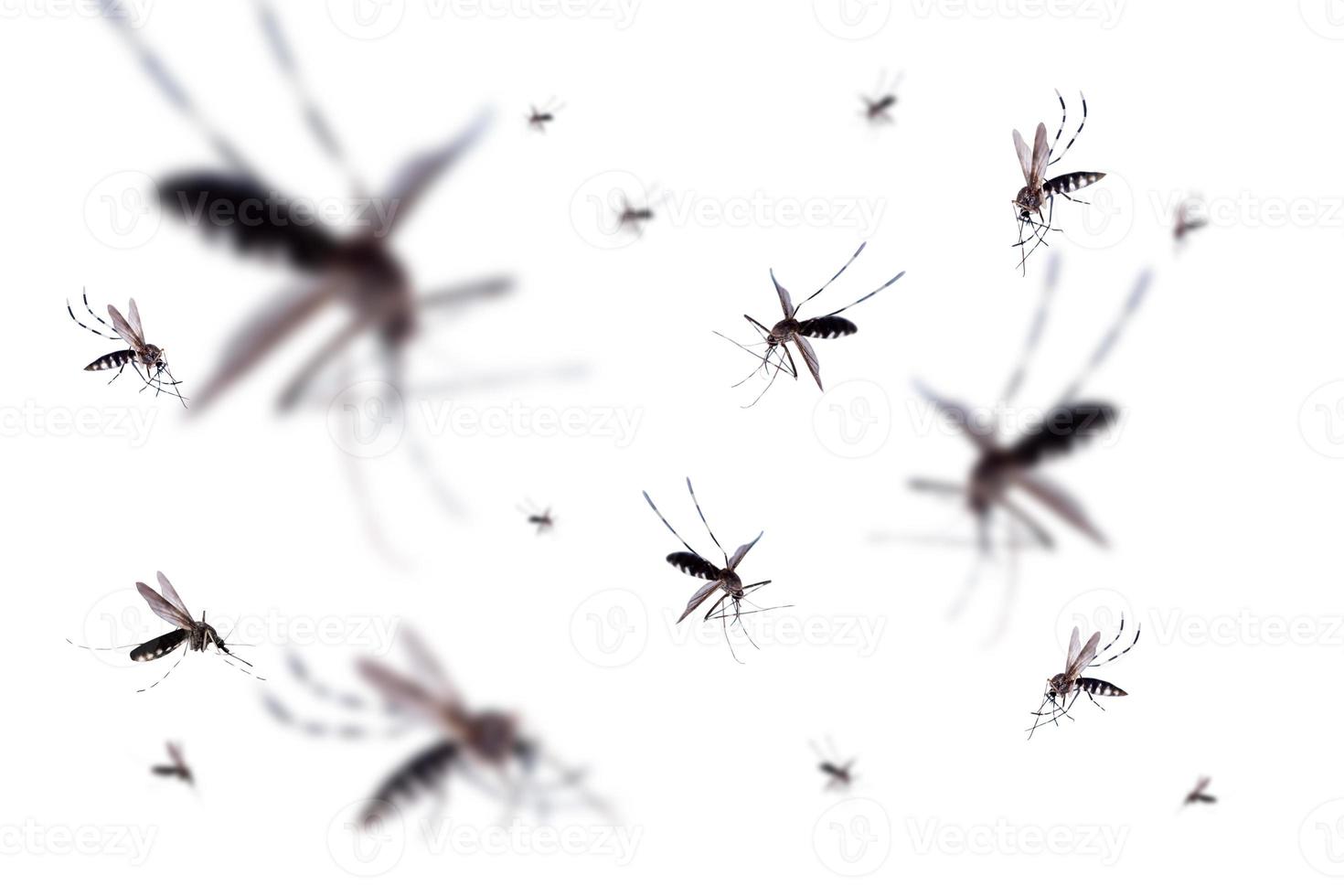 volante zanzare isolato su bianca sfondo foto