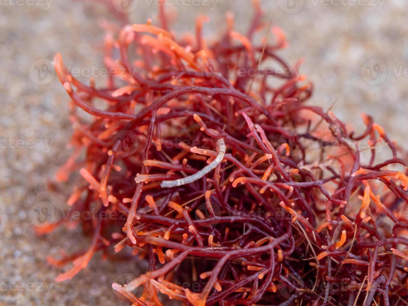 vicino su foto di un' rosso alga marina anche conosciuto come gigartina pistillata su un' sabbia