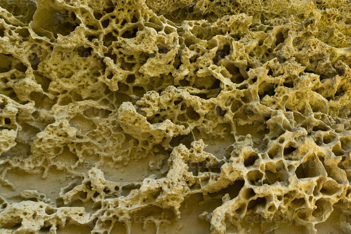 parte inferiore di il antico mare, conchiglie di fossile Ostriche, mare ricci e spugne nel il modulo di un' naturale modello, struttura, Esposto alle intemperie calcare sfondo foto